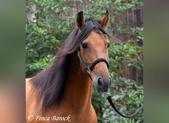 Andalou, Jument, 5 Ans, 159 cm, Bai