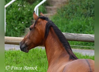 Andalou, Jument, 5 Ans, 159 cm, Bai