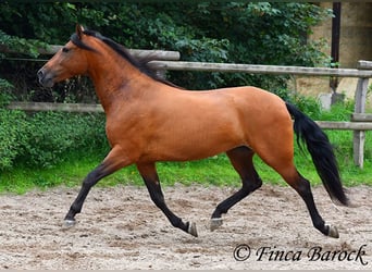 Andalou, Jument, 5 Ans, 159 cm, Bai
