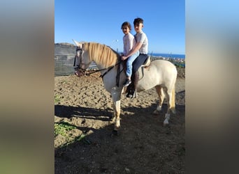 Andalou, Jument, 5 Ans, 159 cm, Perlino