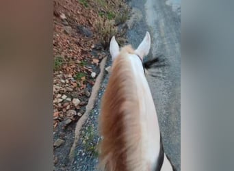 Andalou, Jument, 5 Ans, 159 cm, Perlino