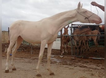 Andalou, Jument, 5 Ans, 160 cm, Cremello