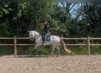 Andalou, Jument, 5 Ans, 160 cm, Gris