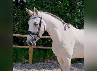 Andalou, Jument, 5 Ans, 160 cm, Gris