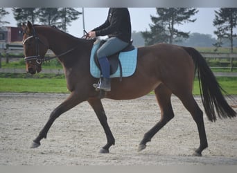 Andalou, Jument, 5 Ans, 162 cm, Bai