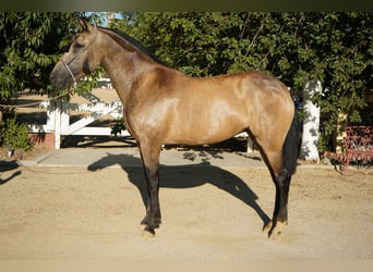 Andalou, Jument, 5 Ans, 163 cm, Buckskin