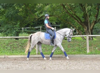 Andalou, Jument, 5 Ans, 164 cm, Gris