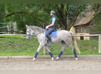 Andalou, Jument, 5 Ans, 164 cm, Gris