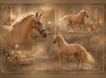Andalou, Jument, 5 Ans, 164 cm, Palomino