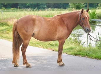 Andalou, Jument, 6 Ans, 144 cm, Alezan