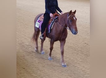 Andalou, Jument, 6 Ans, 144 cm, Alezan