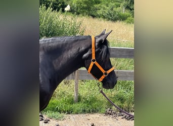 Andalou Croisé, Jument, 6 Ans, 148 cm, Noir