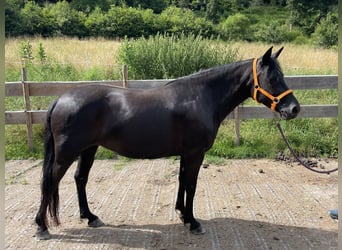 Andalou Croisé, Jument, 6 Ans, 148 cm, Noir