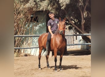 Andalou, Jument, 6 Ans, 150 cm, Bai