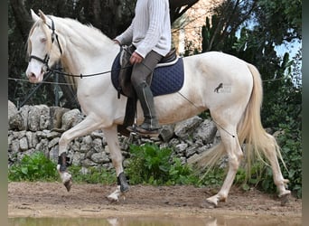 Andalou, Jument, 6 Ans, 153 cm, Cremello