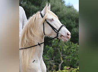Andalou, Jument, 6 Ans, 153 cm, Cremello
