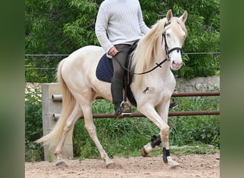 Andalou, Jument, 6 Ans, 153 cm, Cremello