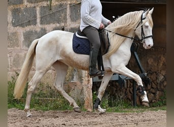 Andalou, Jument, 6 Ans, 153 cm, Cremello