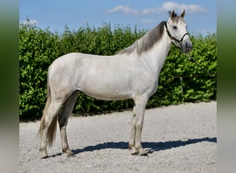 Andalou, Jument, 6 Ans, 153 cm, Gris