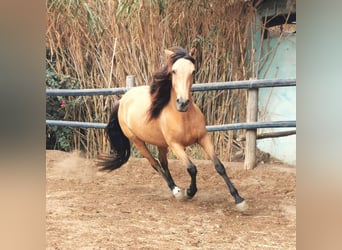 Andalou, Jument, 6 Ans, 153 cm, Isabelle