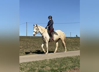 Andalou Croisé, Jument, 6 Ans, 153 cm, Pinto