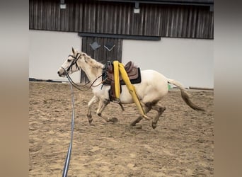 Andalou Croisé, Jument, 6 Ans, 153 cm, Pinto