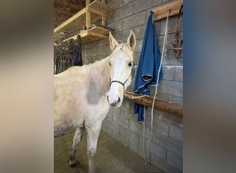 Andalou Croisé, Jument, 6 Ans, 153 cm, Pinto