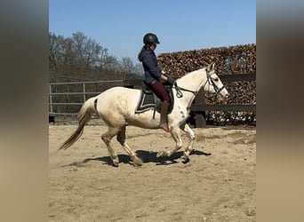 Andalou Croisé, Jument, 6 Ans, 153 cm, Pinto