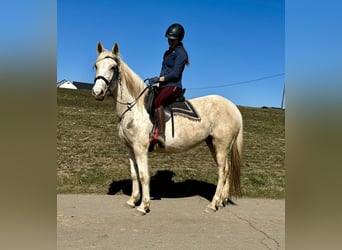 Andalou Croisé, Jument, 6 Ans, 153 cm, Pinto