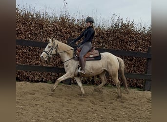 Andalou Croisé, Jument, 6 Ans, 153 cm, Pinto
