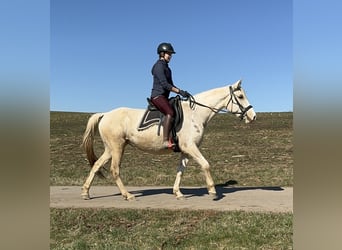 Andalou Croisé, Jument, 6 Ans, 153 cm, Pinto