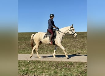Andalou Croisé, Jument, 6 Ans, 153 cm, Pinto