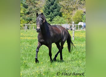 Andalou, Jument, 6 Ans, 155 cm, Bai brun foncé