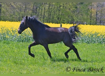 Andalou, Jument, 6 Ans, 155 cm, Bai brun foncé