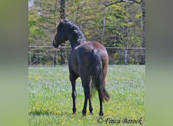 Andalou, Jument, 6 Ans, 155 cm, Bai brun foncé