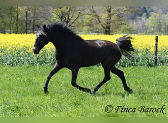 Andalou, Jument, 6 Ans, 155 cm, Bai brun foncé