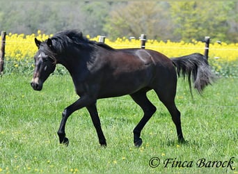 Andalou, Jument, 6 Ans, 155 cm, Bai brun foncé