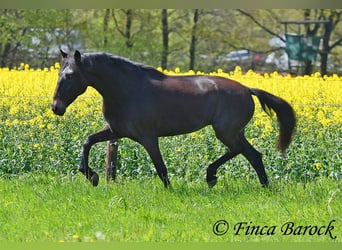 Andalou, Jument, 6 Ans, 155 cm, Bai brun foncé