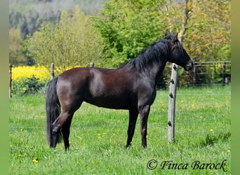 Andalou, Jument, 6 Ans, 155 cm, Bai brun foncé