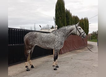 Andalou, Jument, 6 Ans, 155 cm, Gris