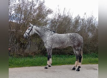 Andalou, Jument, 6 Ans, 155 cm, Gris