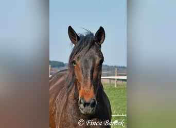 Andalou, Jument, 6 Ans, 156 cm, Bai