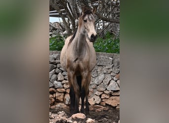 Andalou, Jument, 6 Ans, 156 cm, Isabelle