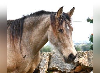 Andalou, Jument, 6 Ans, 156 cm, Isabelle