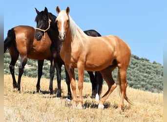 Andalou, Jument, 6 Ans, 156 cm, Palomino