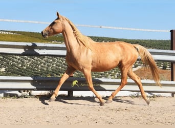 Andalou, Jument, 6 Ans, 156 cm, Palomino