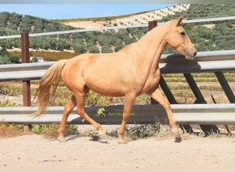 Andalou, Jument, 6 Ans, 156 cm, Palomino