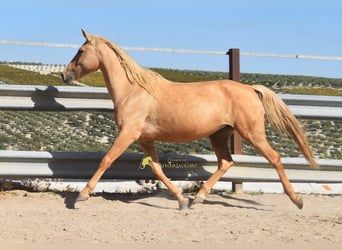 Andalou, Jument, 6 Ans, 156 cm, Palomino