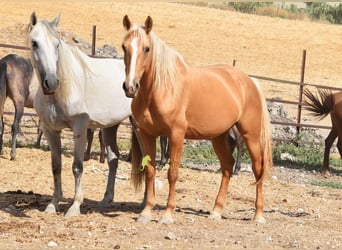 Andalou, Jument, 6 Ans, 156 cm, Palomino