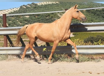 Andalou, Jument, 6 Ans, 156 cm, Palomino